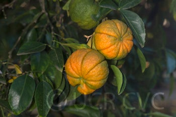citradiatrifoliatexsourorangehybridcrc1438003.jpg