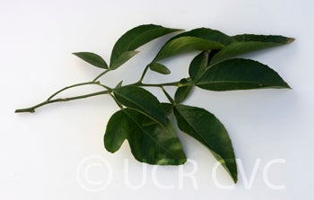 citradiatrifoliatexsourorangehybridcrc1438005.jpg