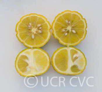 citremoncrc1449003.jpg