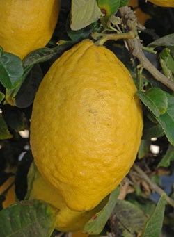 citron_of_comm2_000.jpg
