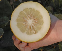 citron_of_comm3_000.jpg