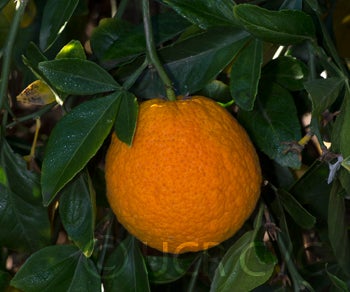 citrondarintrifoliatexsatsumahybridcrc3881005.jpg