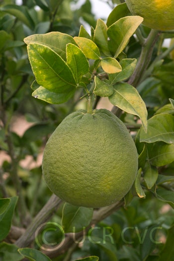 citrumelocrc1452005.jpg