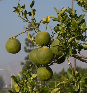 citrumelocrc1452008.jpg