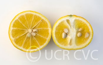 citrumelocrc3348007.jpg