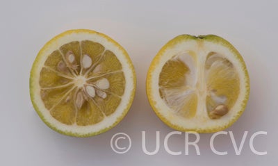citrumelocrc3821001.jpg