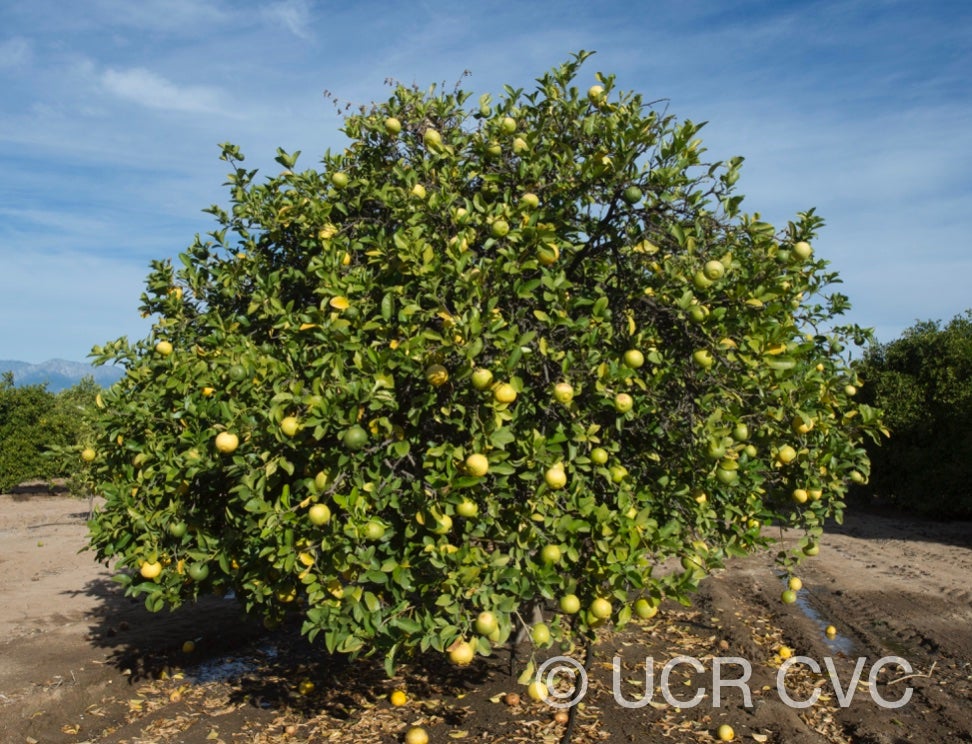 citrus_excelsa_papeda_hybrid_crc_2316_002.jpg
