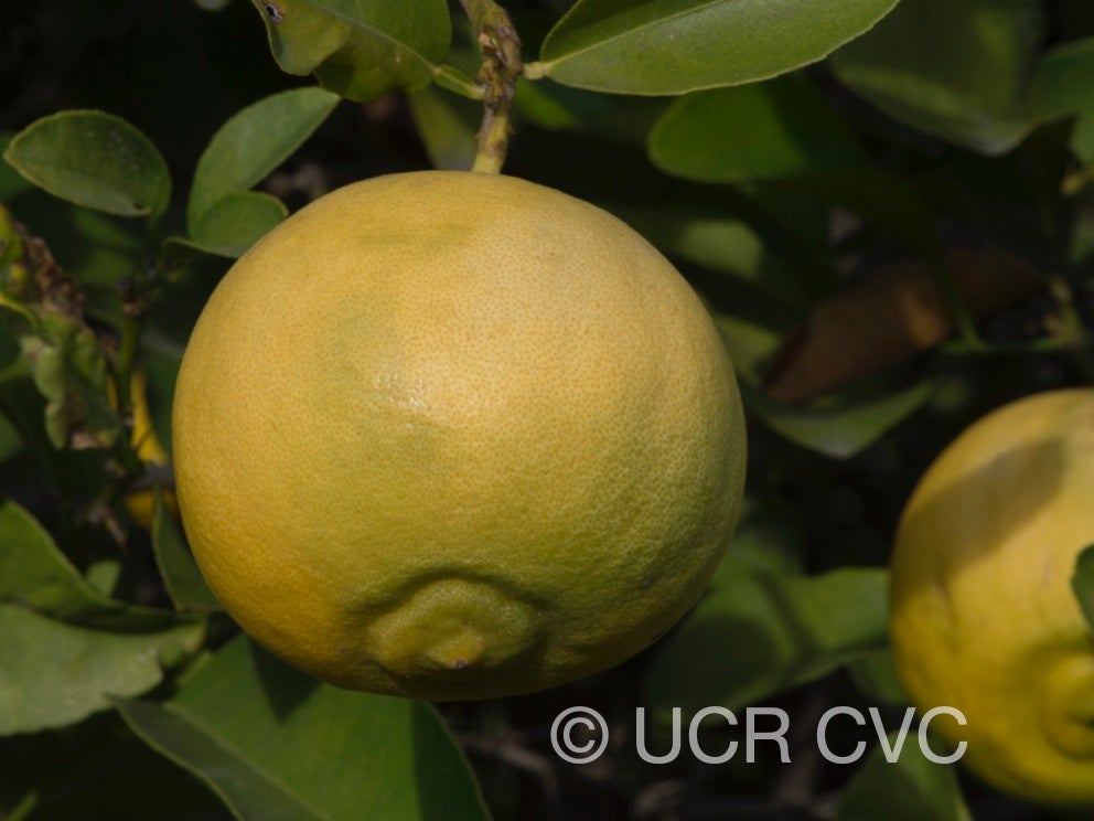 citrus_excelsa_papeda_hybrid_crc_2316_003.jpg