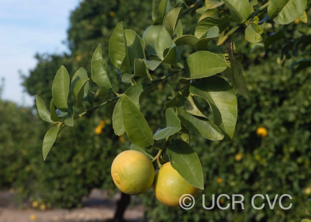 citrus_excelsa_papeda_hybrid_crc_2316_004.jpg