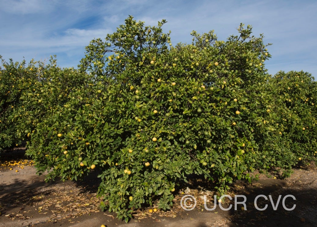 citrus_excelsa_papeda_hybrid_crc_2892_001.jpg