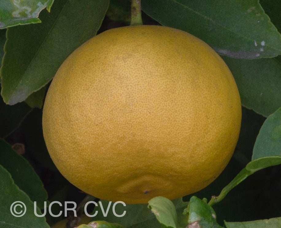 citrus_excelsa_papeda_hybrid_crc_2892_004.jpg