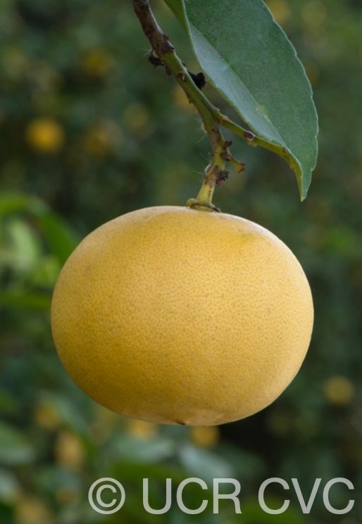 citrus_excelsa_papeda_hybrid_crc_2892_007.jpg
