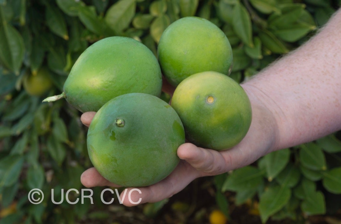citrus_hystrix_cabuyao_crc_432_003.jpg