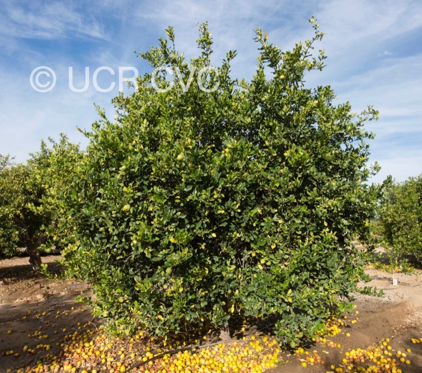 citrus_hystrix_crc_2454_009.jpg