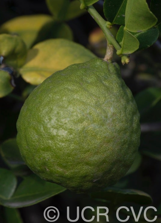 citrus_hystrix_crc_3103_002.jpg