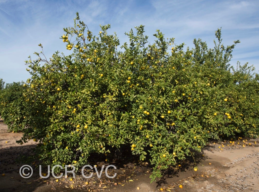 citrus_limettoides_sweet_lime_crc_919_001.jpg