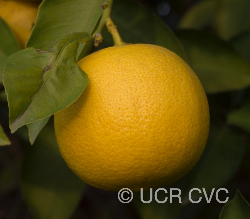 citrus_limettoides_sweet_lime_crc_919_004.jpg