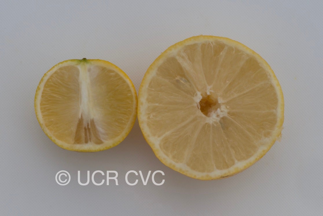 citrus_limettoides_sweet_lime_crc_919_005.jpg
