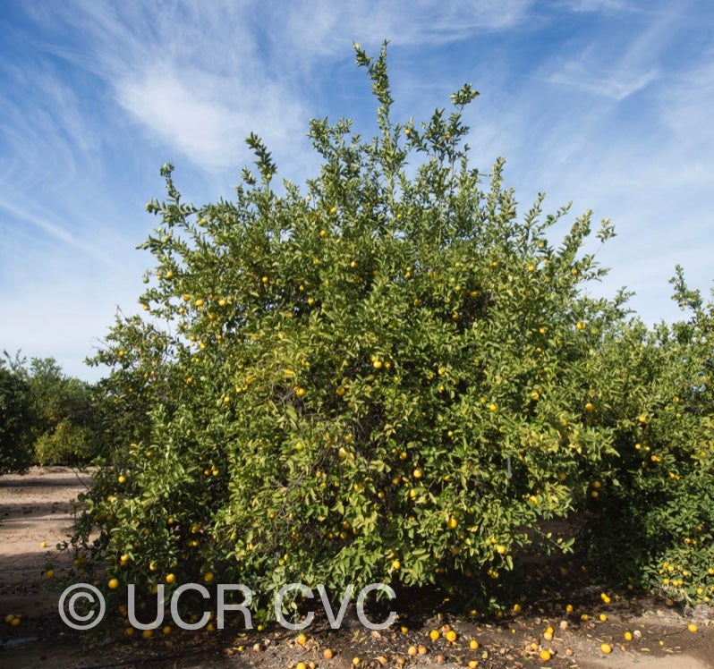 citrus_limettoides_sweet_lime_crc_921_001.jpg