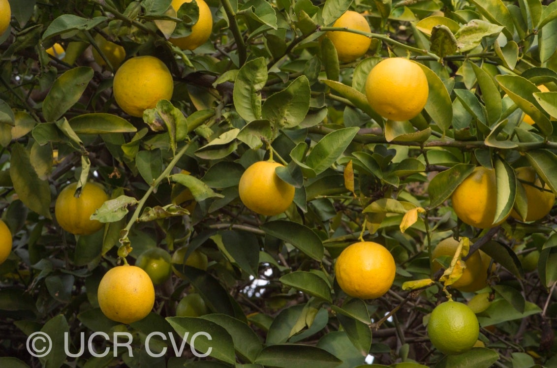 citrus_limettoides_sweet_lime_crc_921_003.jpg