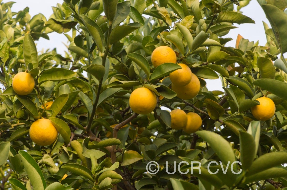citrus_limettoides_sweet_lime_crc_921_005.jpg