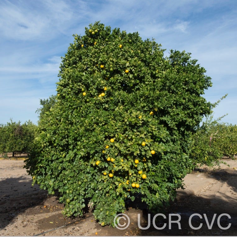 citrus_longispina_papeda_talamisan_winged_lime_crc_2320_002.jpg