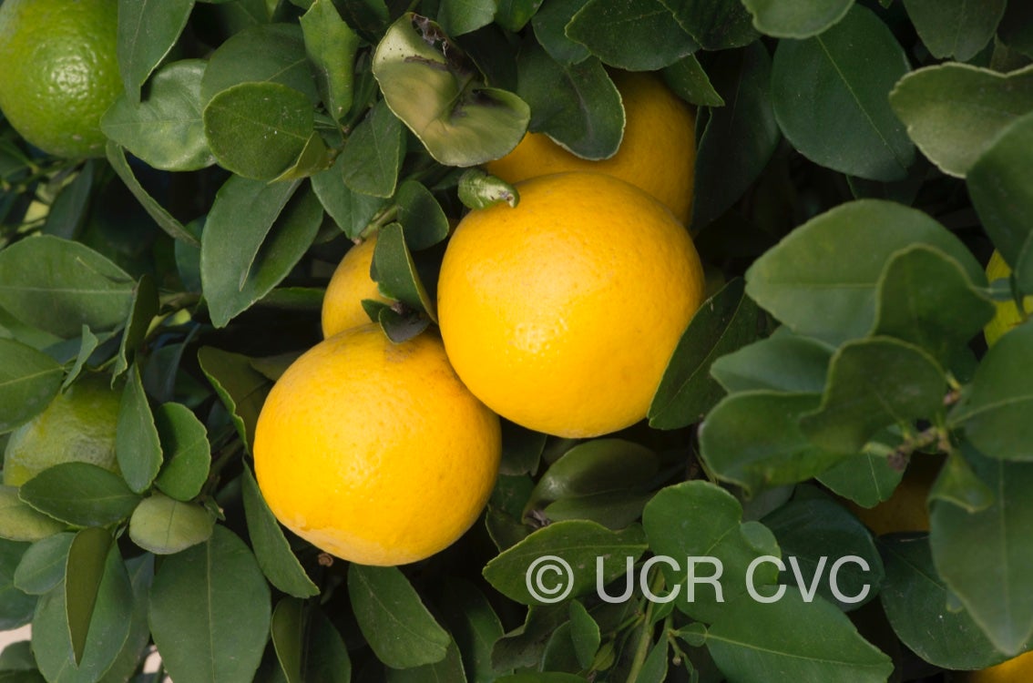 citrus_longispina_papeda_talamisan_winged_lime_crc_2320_003.jpg