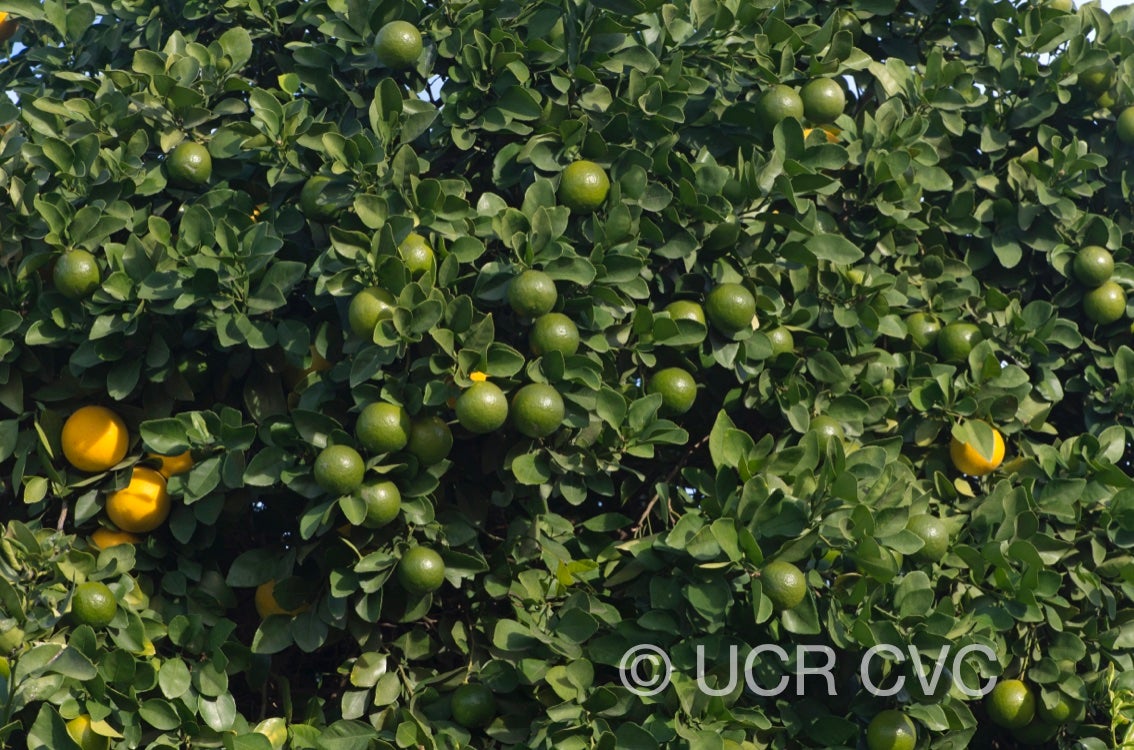 citrus_longispina_papeda_talamisan_winged_lime_crc_2320_004.jpg