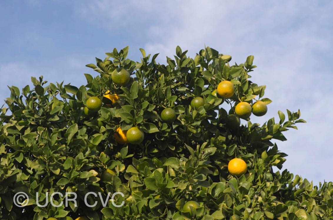 citrus_longispina_papeda_talamisan_winged_lime_crc_2320_005.jpg