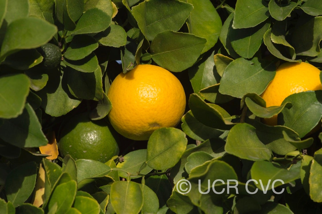 citrus_longispina_papeda_talamisan_winged_lime_crc_2320_006.jpg