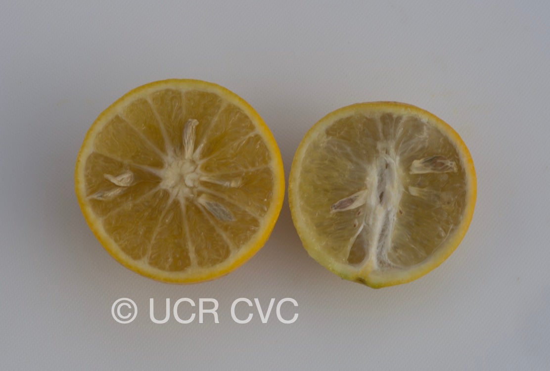 citrus_longispina_papeda_talamisan_winged_lime_crc_2320_007.jpg