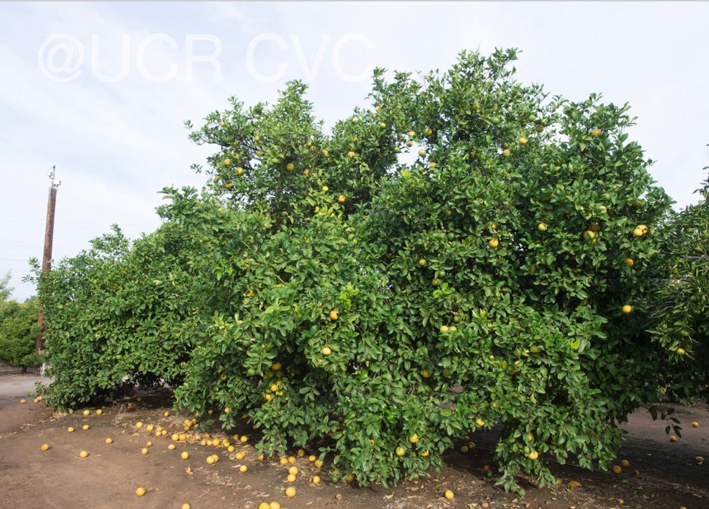 citrus_pennivesiculata_crc_2434_001.jpg