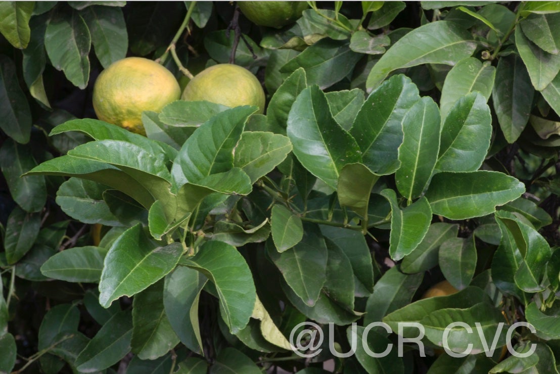 citrus_pennivesiculata_crc_2434_003.jpg