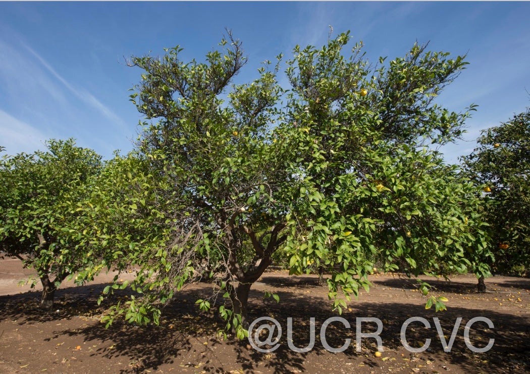 citrus_pennivesiculata_crc_2434_006.jpg
