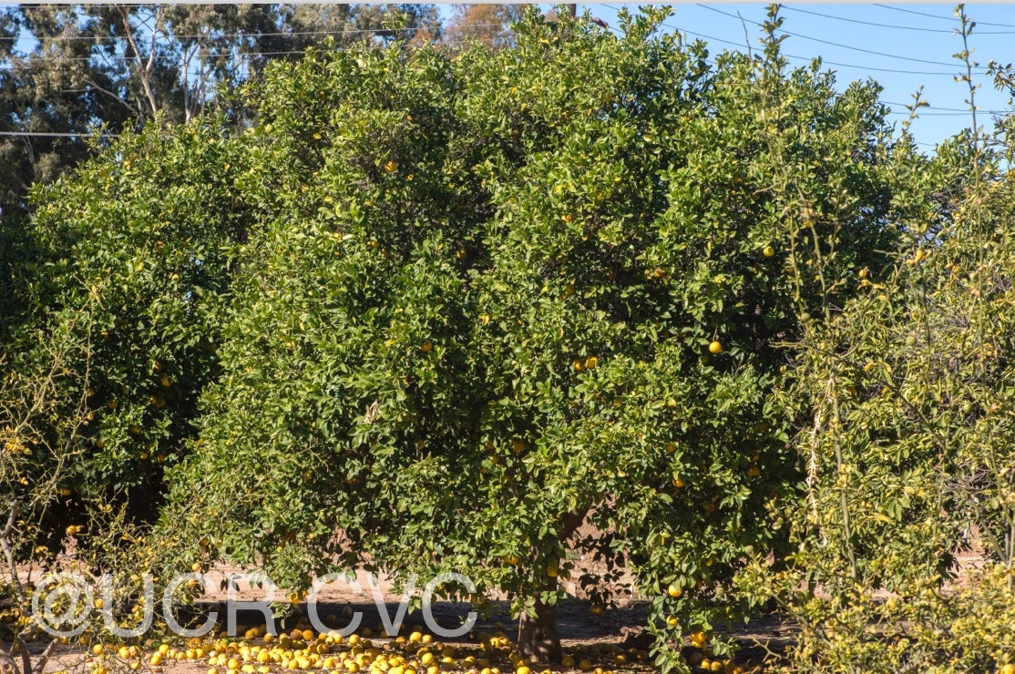 citrus_pennivesiculata_crc_2434_008.jpg