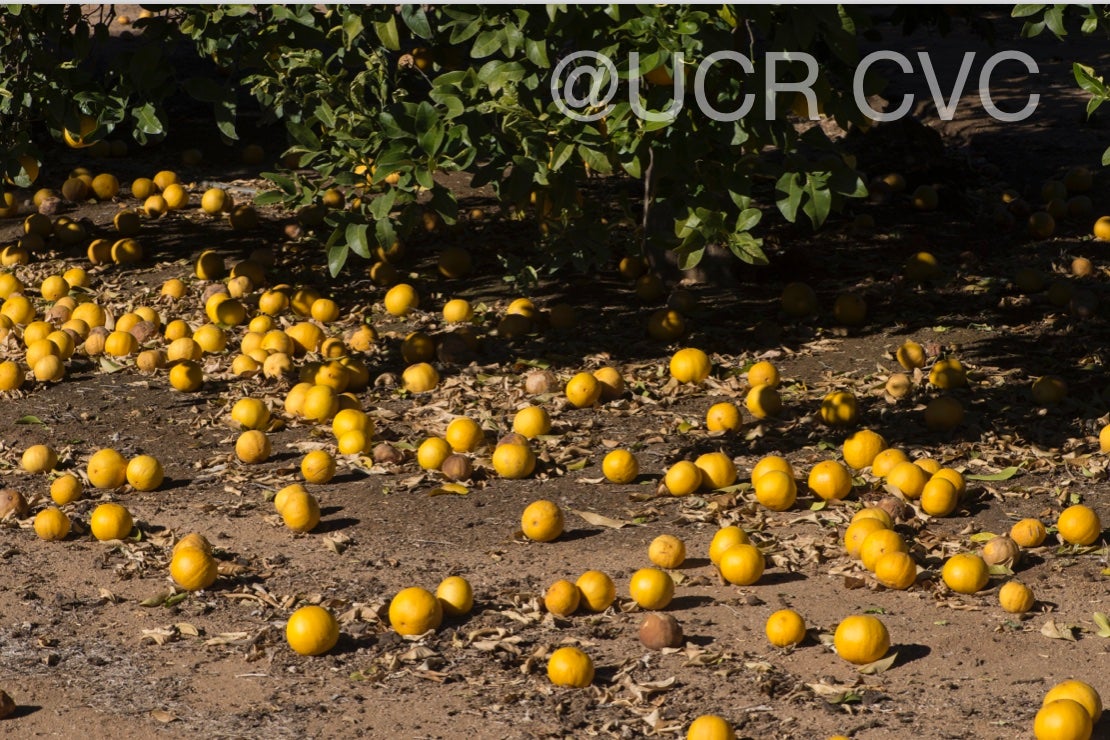 citrus_pennivesiculata_crc_2434_009.jpg