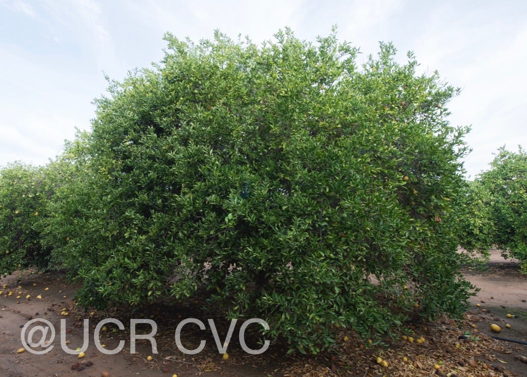citrus_ujukitsu_crc_3467_001.jpg