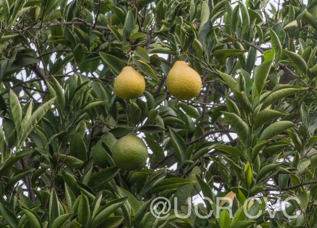 citrus_ujukitsu_crc_3467_002.jpg