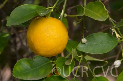 citrusamblycarpamandarincrc2485006.jpg