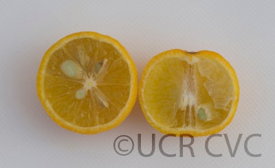 citrusamblycarpamandarincrc2485009.jpg