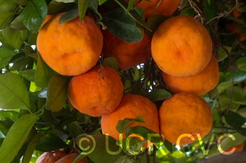 citrusbenikojiitangorcrc3149005.jpg