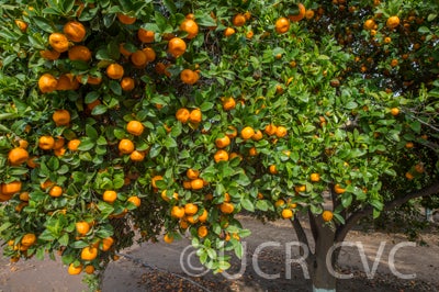 citrusdepressashekwashamandarincrc2448003.jpg