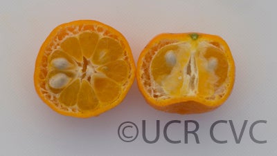 citrusdepressashekwashamandarincrc2448008.jpg