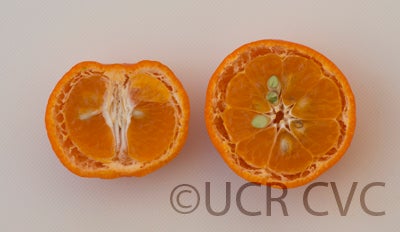 citruserythrosafukushumandarincrc3292005.jpg