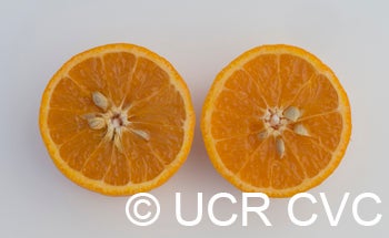 citrusfunadokotangorcrc3274005.jpg