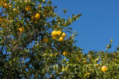 citrushanayucrc3469003.jpg