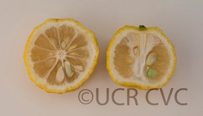 citrushanayucrc3469005.jpg