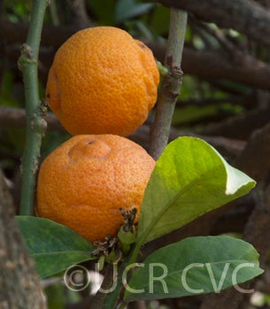citrusindicaopshybridcrc3163006.jpg