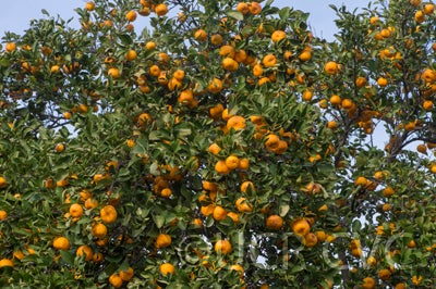 citruskerajimandarincrc3144003.jpg