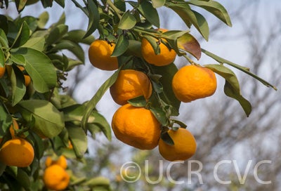 citruskerajimandarincrc3144004.jpg